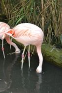 feeding pink flamingos