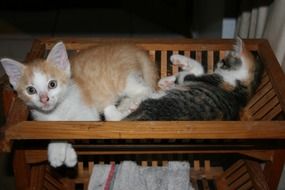 Pets sleep in a basket