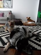 dogs relaxing indoor