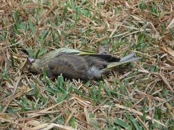 picture of the dead bird