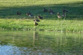 Ducks on the shore near the river