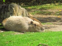 Kapibara resting on a grass