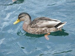 wild duck in clear water