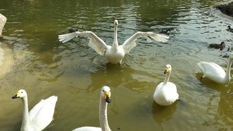 attractive Swans Birds