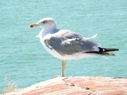 profile photo of a gray gull