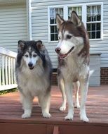 Siberian Huskies near the house