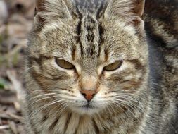 gray tabby cat with green eyes close-up on blurred background