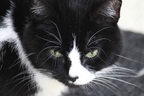 portrait of an adorable domestic black and white cat with colorful eyes