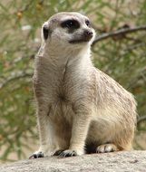 Funny meerkat in the wildlife