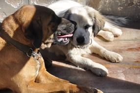 Cute brown and white dogs