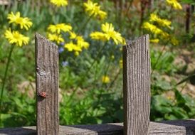 Firebug on fence in garden