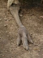 paw of a emu bird