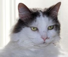 Long Haired Cat, portrait