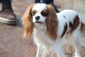 small purebred dog with an attentive look