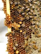 honey bees on honeycombs close-up on blurred background