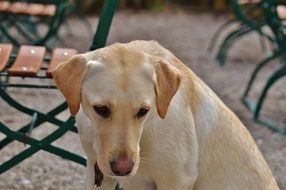 labrador among the chairs