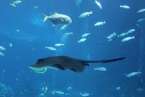 Big aquarium with butterfly fishes