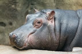 African hippopotamus