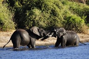 Cute elephants playing in water near the plants