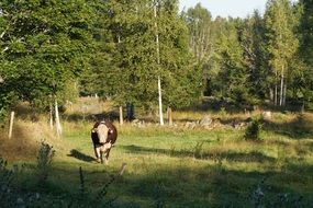 Bull in the forest