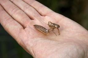 brown insects on the palm