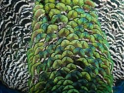 Colors of the peacock