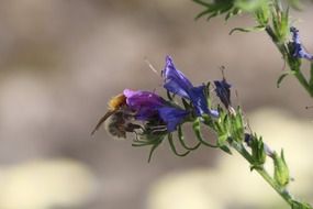 Hummel on Summer Blossom close-up on blurred background