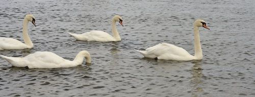 white swans are swimming in the water