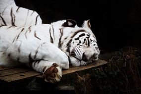 white tiger lies on a board