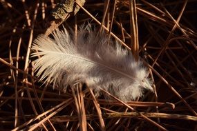 white feather on dry pine needles
