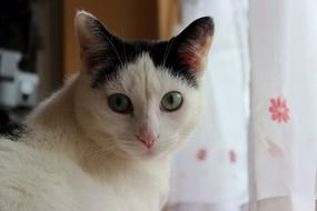 spotted cat with expressive eyes close-up on a blurred background