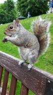 grey squirrel on a wooden bench