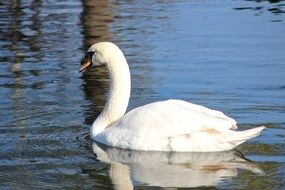 white swan Bird in water swimming