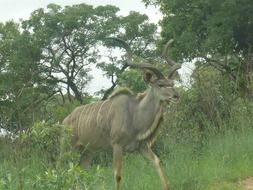 Kudu lives in Africa in kruger national park