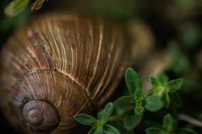 macro snail shell