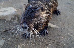 wet black Nutria head close up