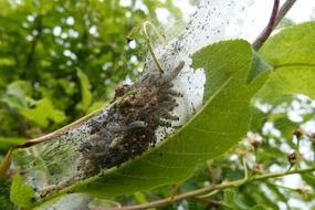 Caterpillars on the black cherry tree