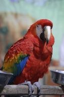 portrait of a red exotic macaw parrot