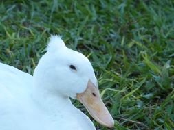 white mallard