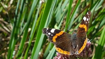 butterfly on the spring grass