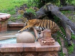 Tiger in animal kingdom