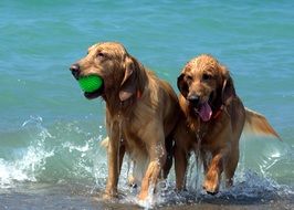 dogs playing with the ball in the water