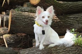 white Papillon Chihuahua dog