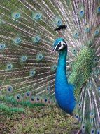 Peacock with Exotic Plumage