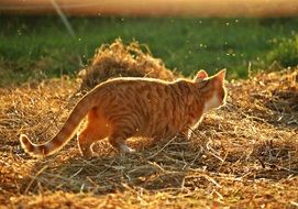 sneaking red cat