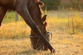 Domestic horse eats food from bucket