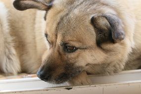 dog with sad eyes close-up