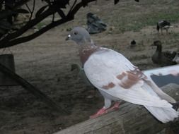 colorful pigeon bird on a fence