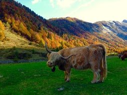 cow on a green pasture near the mountain
