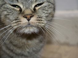 attractive Portrait Of Cat